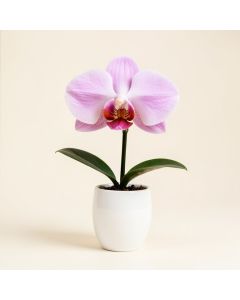 Artificial Silk Phalaenopsis Orchid Flower With White Vase (synthetic illustration; no displayed measurements)