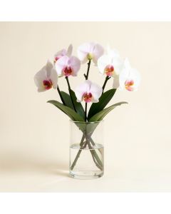 Faux Phalaenopsis Orchid Floral Arrangement In Acrylic Glass Vase (synthetic illustration; no displayed measurements)