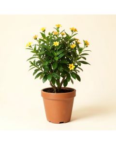 15 '' Live Flowering Plant In Pot (synthetic illustration; no displayed measurements)