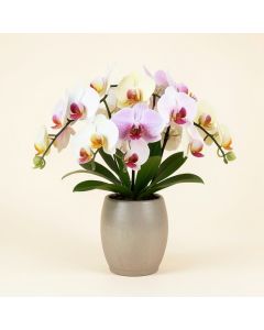 Dendobrium Orchids Floral Arrangement In Vase (synthetic illustration; no displayed measurements)