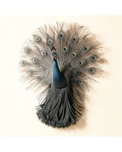 Peacock With Wing Wall Décor (synthetic illustration; no displayed measurements)