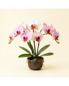 Phalaenopsis Stem Orchids Floral Arrangement (synthetic illustration; no displayed measurements)