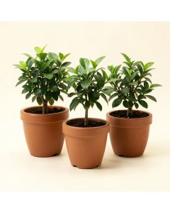 3 - Piece Live Plant In Pot Set (synthetic illustration; no displayed measurements)