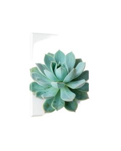Turquoise Succulent - Wrapped Canvas Photograph Print