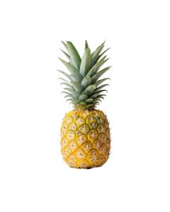 Botanical Pineapple - Print On Wrapped Canvas