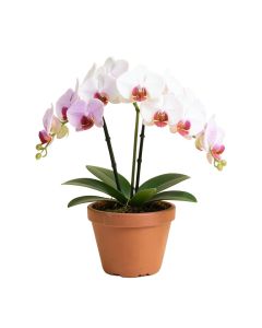 Phalaenopsis Artificial Orchids Floral Arrangement In Planter