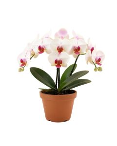 Phalaenopsis Floral Arrangement In Pot