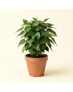 7 '' Live Ivy Plant In Pot (synthetic illustration; no displayed measurements)