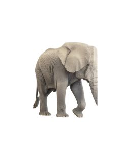 Elephant - Wrapped Canvas Print