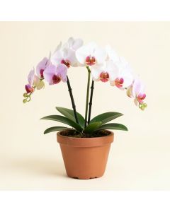 Phalaenopsis Artificial Orchids Floral Arrangement In Planter (synthetic illustration; no displayed measurements)