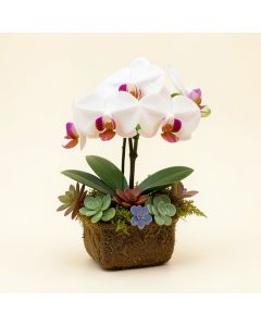 Real Touch Phalaenopsis Silk Orchid With Succulents Floral Arrangement (synthetic illustration; no displayed measurements)