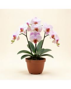 Artificial Phalaenopsis Orchids Floral Arrangements In Planter (synthetic illustration; no displayed measurements)