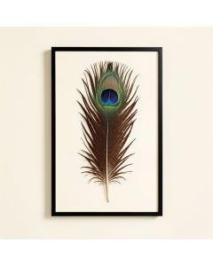 Peacock Feather 2 Graphic Art (synthetic illustration; no displayed measurements)