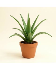 11 '' Live Aloe Plant (synthetic illustration; no displayed measurements)