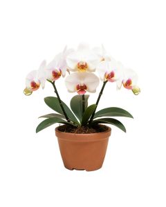 Phalaenopsis Orchid Flower Arrangements In Planter