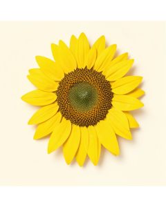 Sunflower Seeds Vintage Advertisement (synthetic illustration; no displayed measurements)