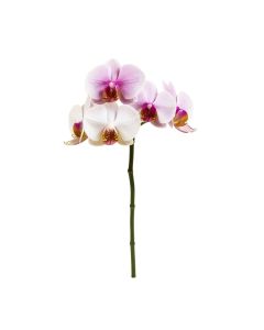Artificial Orchids Stem