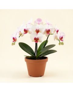Phalaenopsis Floral Arrangement In Pot (synthetic illustration; no displayed measurements)