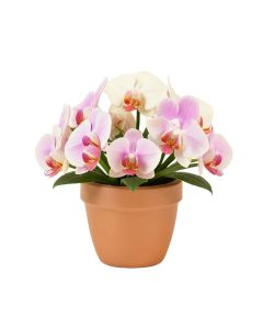 Orchids Floral Arrangements In Planter