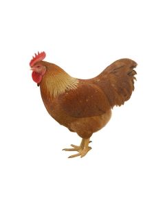 Olton Farm Fresh Rooster Comfort Anti-Fatigue Mat