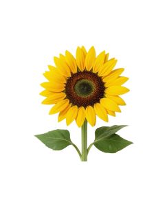 Sunflower Wall Sticker