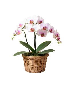 Artificial Phalaenopsis Orchid Floral Arrangements In Basket