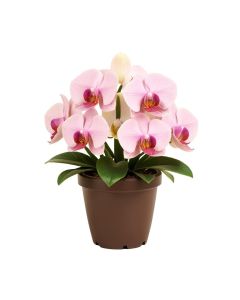 Artificial Orchid Floral Arrangement In Planter
