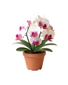 Silk Phalaenopsis Orchids Floral Arrangement In Pot