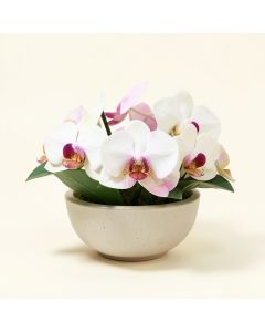 Orchids Floral Arrangement In Ceramic Dish (synthetic illustration; no displayed measurements)