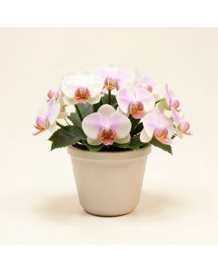 Casa Moderna Glass Plate Orchids Floral Arrangement In Planter (synthetic illustration; no displayed measurements)