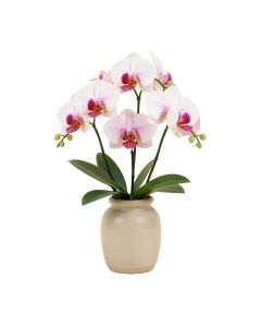 Phalaenopsis Orchid Centerpiece In Vase