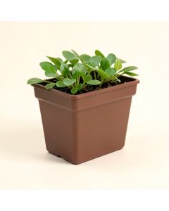 Trumble Water Hyacinth , Steel , And Plastic Window Box Planter (synthetic illustration; no displayed measurements)