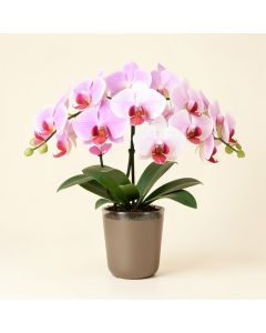 Phalaenopsis Orchids Floral Arrangements In Vase (synthetic illustration; no displayed measurements)