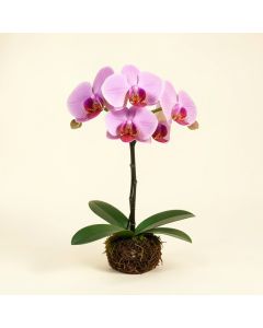 Phalaenopsis Artificial Orchids Stem (synthetic illustration; no displayed measurements)