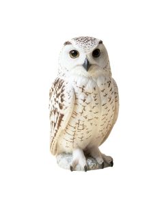 Snowy Owl