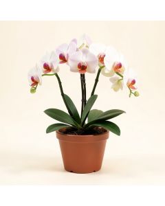 Phalaenopsis Orchids Floral Arrangement In Pot (synthetic illustration; no displayed measurements)