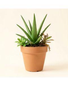 Aloe And Hanging Succulent Desk Top Plant In Pot (synthetic illustration; no displayed measurements)