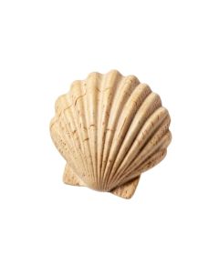 Scallop Shell Wall Décor