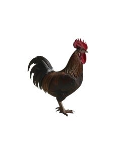 Farm Rooster Vintage Block Sign Wall Decor
