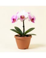 Artificial Phalaenopsis Single Orchid Floral Arrangement In Planter (synthetic illustration; no displayed measurements)