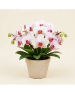 Spring Orchid Floral Arrangement In Planter (synthetic illustration; no displayed measurements)