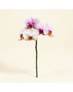 Artificial Orchids Stem (synthetic illustration; no displayed measurements)