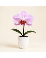 Artificial Silk Phalaenopsis Orchid Flower With White Vase (synthetic illustration; no displayed measurements)