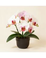 Artificial Double Phalaenopsis Orchid Floral And Leaves Arrangement (synthetic illustration; no displayed measurements)